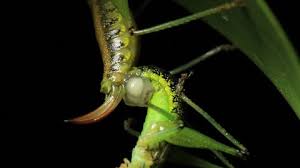 In older literature, such as imms, crickets were placed at the family level (i.e. Cricket Insect Mating 3 Of Stock Footage Video 100 Royalty Free 5996366 Shutterstock