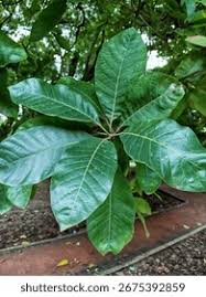 Image result for Sapotaceae