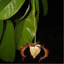 Image result for Monodora