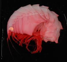 Image result for Osyridicarpos