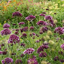 Image result for Scabiosa