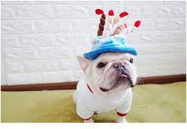 Cute Birthday Hat For Frenchies French Bulldog Cute French Bulldog Cat Birthday