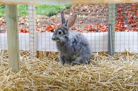 In addition to eating ground parts of plants, the animal can find its food in the soil layer, in the form of various roots. Reasons Why Rabbits Eat Their Own Poop