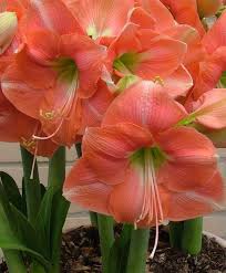 Pin On Flower Green 2