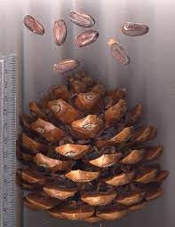 We did not find results for: Kacang Pinus Wikipedia Bahasa Indonesia Ensiklopedia Bebas