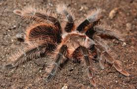 Brachypelma Albopilosum Is A Species Of Tarantula Known Commonly As The Honduran Curlyhair Or Simply Curlyhair Tarantula It Tarantula Species Types Of Spiders