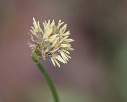 Image result for Fuirena