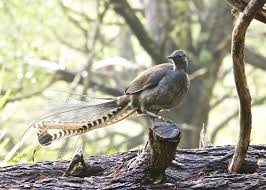 Bird That Sounds Like A Car Alarm Canada Lyrebird Lyrebird Birds Birds Animals Male Bird
