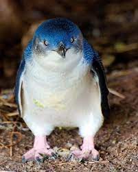 Two links on how a chicken farmers dog on middle island saved the species nesting home v. Fairy Penguins Penguin Species Penguins Pet Birds