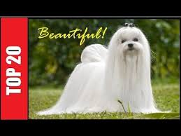 Top 20 Most Beautiful Dog Breeds In The World Most Beautiful Dog Breeds Beautiful Dog Breeds Most Beautiful Dogs