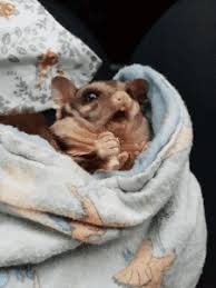Can Sugar Gliders Get A Cold Or The Flu Fix Rust Spots On Cages Suncoast Sugar Gliders