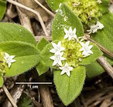 Image result for Richardia brasiliensis