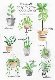 There are many indoor flowers that can grow inside your home. A Guide To Caring For Easy To Grow Indoor Plants