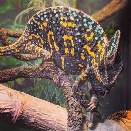 Her colors say it all. . . . . . #veiledchameleon #chameleon  #clintsreptiles #chameleoncolor #blackchameleon #backoff #communication # chameleons #chameleonsofinstagram #veiled #veiledchameleonsofinstagram  #pantherchameleon #gravid #femalechameleon ...