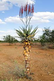 Image result for Aloe littoralis