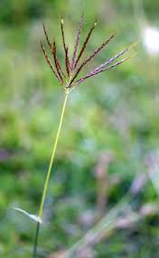 Image result for Bothriochloa radicans