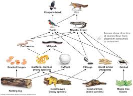 The Desert Ecosystem A Desert Ecosystem Is Classified If The Region Recieves An Food Web Food Web Worksheet Ecosystems
