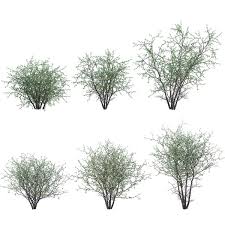 Image result for Acacia mellifera