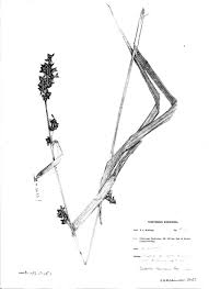 Image result for Scleria racemosa