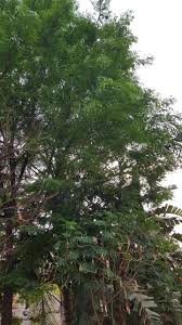 Image result for Acacia davyi