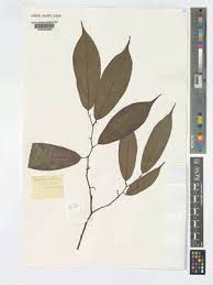 Image result for Leptonychia