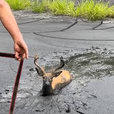 Rescuing a buck stuck in the mud | Facebook