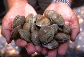 hard clam wikipedia