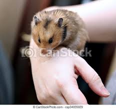 Brown and white long haired syrian hamster. Brown Syrian Hamster With Filled Cheeks In Hands Isolated On A White Background Canstock