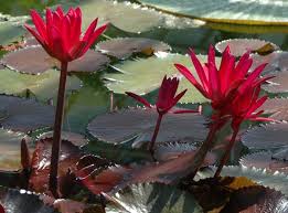 Image result for Nymphaea divaricata