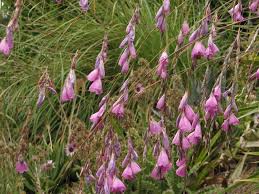 Image result for Dierama formosum/plowesii intermediates
