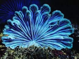 Image result for Gilgiochloa