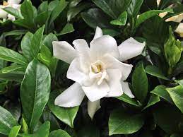 C'est probablement le plus parfumé de tous les magnolias. 10 Arbustes Parfumes A Planter Au Jardin