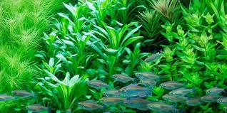 Lobelia Cardinalis Tropica Aquarium Plants Planted Aquarium Plants Aquarium