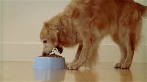 Image result for picture golden retriever eating