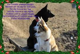 Chester 8 months old enjoying the spring weather and eating dandelions #norrbottenspets #norrbottenspitz #spitz #spitzlovers. Norwegischer Lundehund Norwegischer Schwarzer Elchhund Reni Bonow Home Facebook