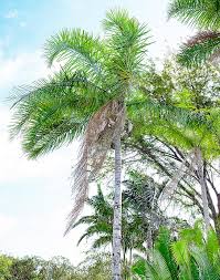 Image result for Syagrus