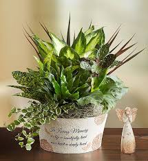 Maybe you would like to learn more about one of these? A Life So Beautiful Dish Garden 1800flowers Com 101804