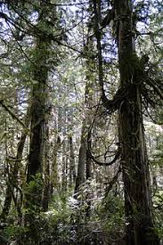 Fifty seven percent of all tropical rainforests are found in latin america. Rainforest Wikipedia
