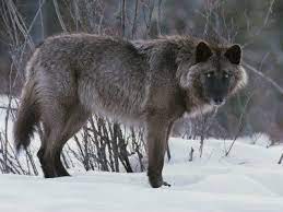 Snowdon Tamaskan Dog Largest Wolf Grey Wolf