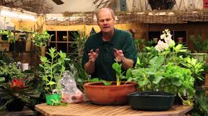 That includes vegetable plants for the garden, in addition to flowers for all of our beds, containers and hanging baskets. How To Grow Vegetables Indoors In A Pot Youtube