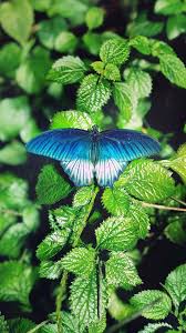 اجمل خلفيات ايفون 7 عالية الدقة 2018 iphone 7 hd wallpapers tecnologis blue butterfly wallpaper iphone 7 wallpapers iphone wallpaper images