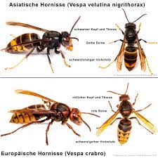 Die asiatische riesenhornisse kann bis zu 55 millimeter groß werden. Asiatische Riesenhornisse