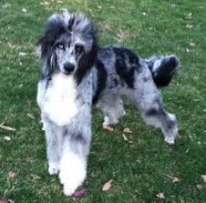 Black And White Parti Aussiedoodle Blue Merle Aussie Doodle Beautiful Dog Breeds Blue Eyed Dog Pretty Dogs