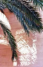 Pinterest Something About Lara Sthaboutlara Plants Nature Photography Palm Trees