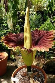 Pin By Florafina Nicholas On Alocasias Musas Gingers Heliconias Corpse Flower Plants Unusual Flowers