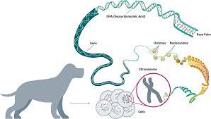 Frontiers Horizons In Veterinary Precision Oncology Fundamentals Of Cancer Genomics And Applications Of Liquid Biopsy For The Detection Characterization And Management Of Cancer In Dogs Veterinary Science