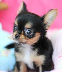 See more ideas about chihuahua love, chihuahua, chihuahua puppies. Niedliche Schwarze Chihuahua Stock Bild Colourbox