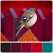 Royal Colors Color Collage Color Royal Colors