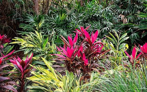 Tropicals - Starting At $29