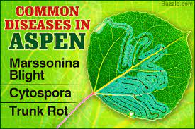 The little black bugs on your peach tree might be the beetle known as the shothole borer (scolytus rugulosus). 10 Common Diseases In Aspen Trees And How To Treat Them Gardenerdy